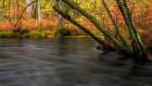 New Jersey-Wharton State Forest River and forest in autumn Art Print